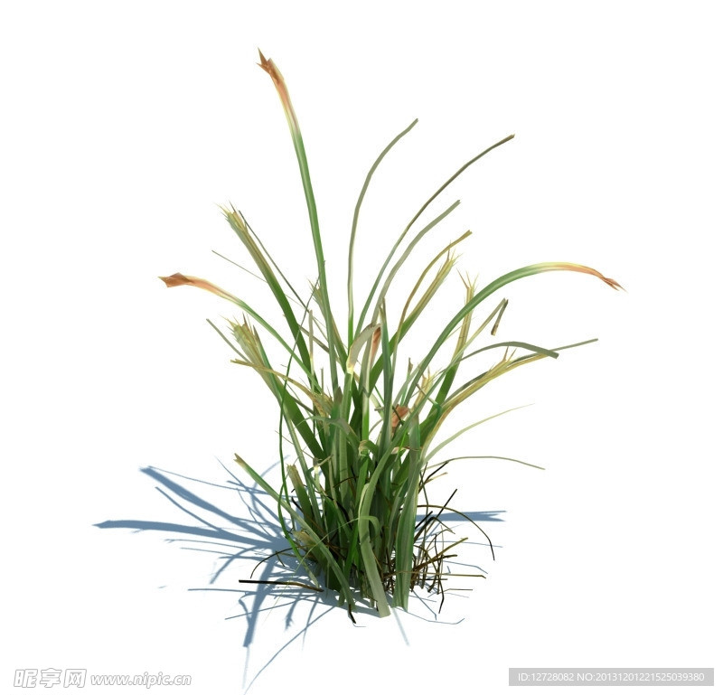 植物模型 小草模型
