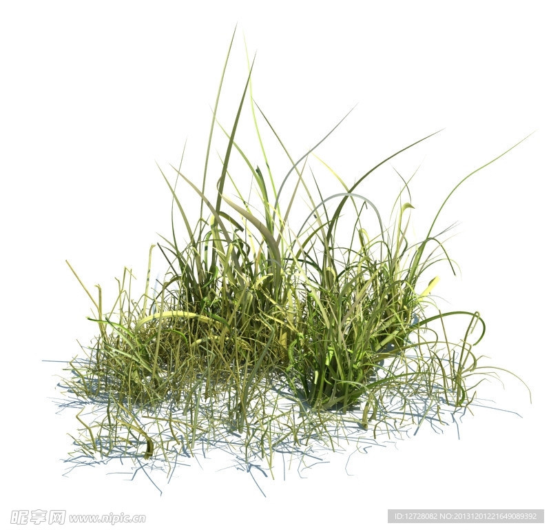 植物模型 小草模型