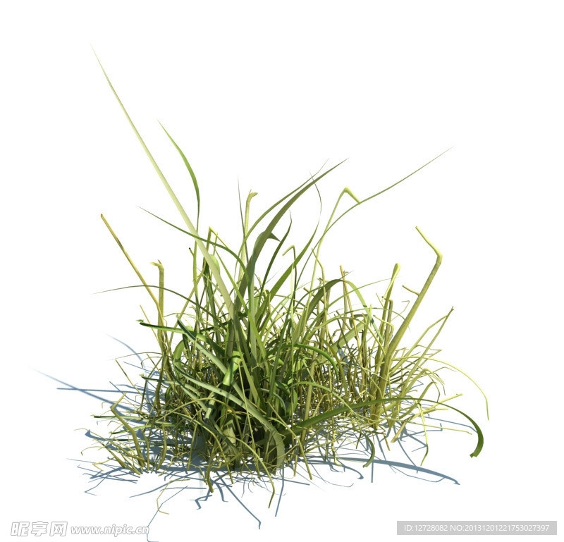 植物模型 小草模型