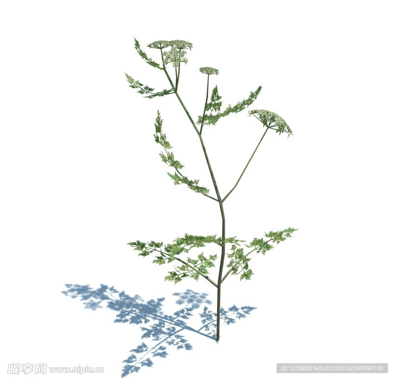植物模型 小草模型