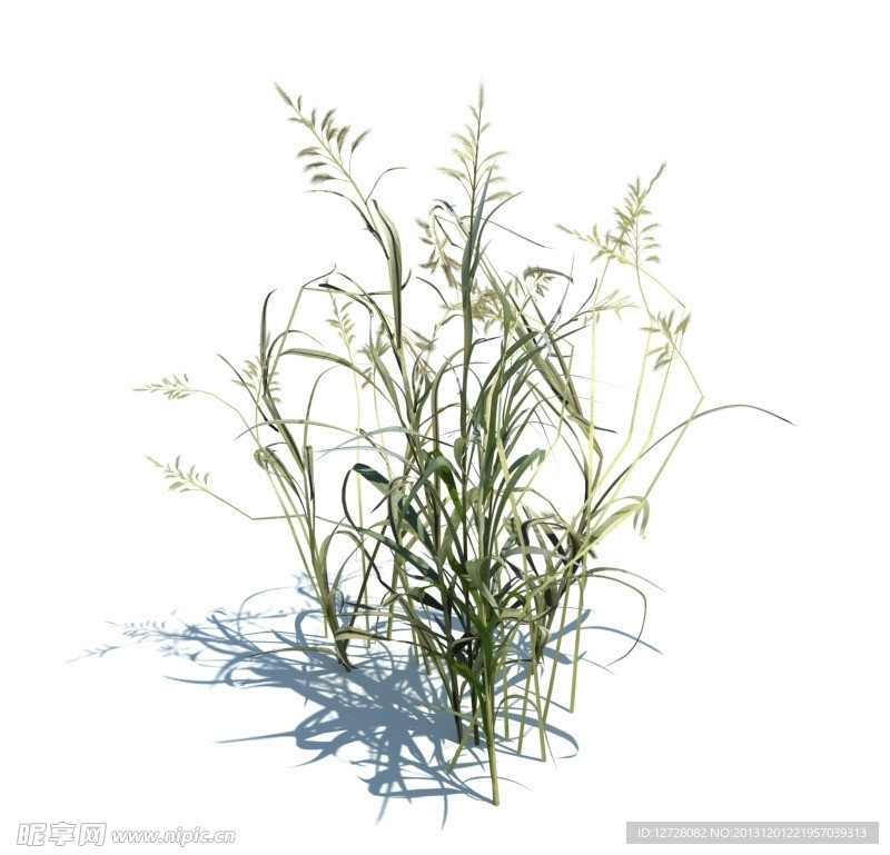 植物模型 小草模型
