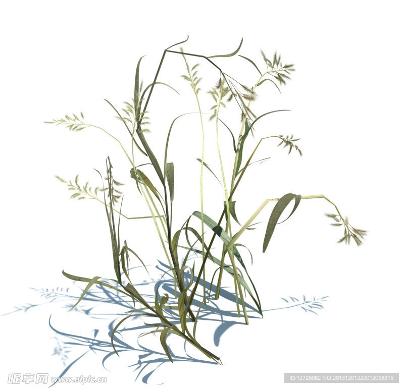 植物模型 小草模型