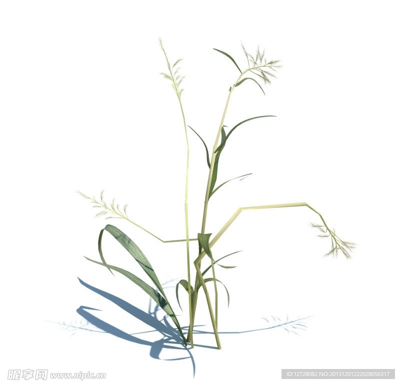 植物模型 小草模型