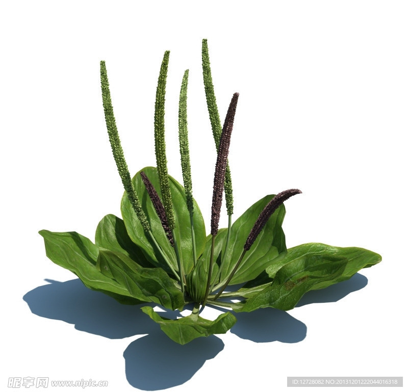 植物模型 小草模型