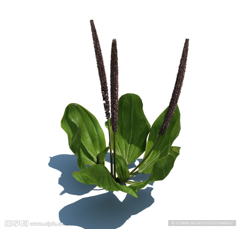 植物模型 小草模型