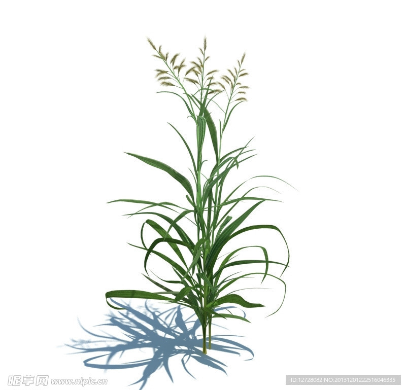 植物模型 小草模型
