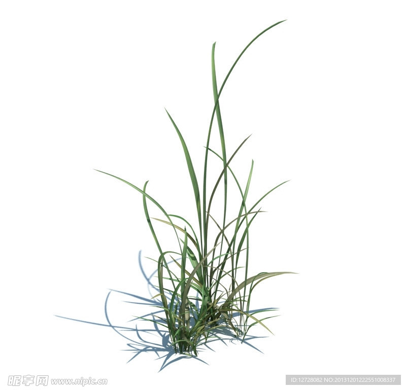 植物模型 小草模型