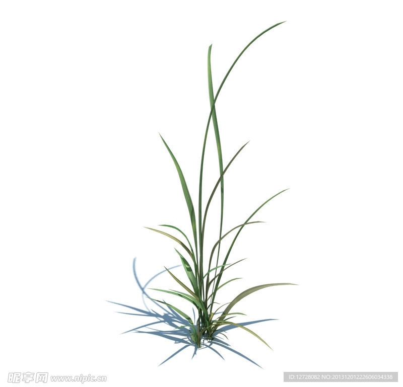 植物模型 小草模型