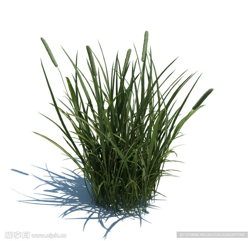 植物模型 小草模型