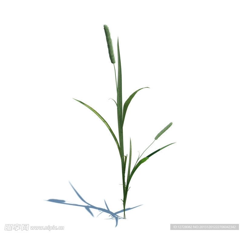 植物模型 小草模型