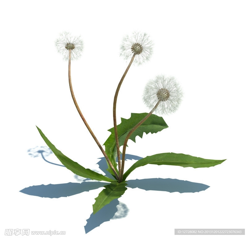 植物模型 小草模型
