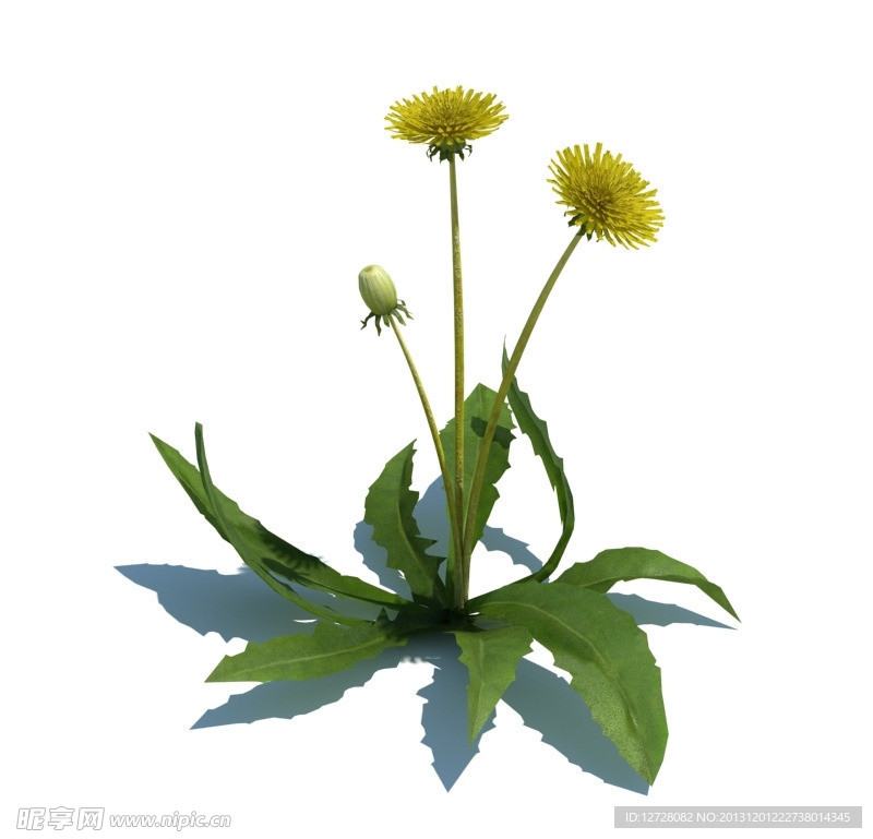 植物模型 小草模型