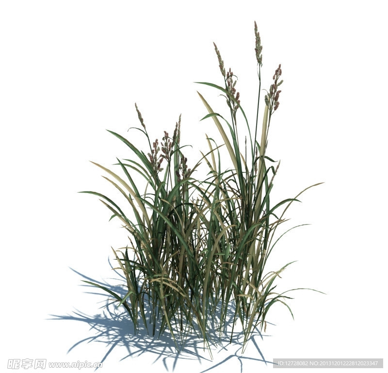 植物模型 小草模型