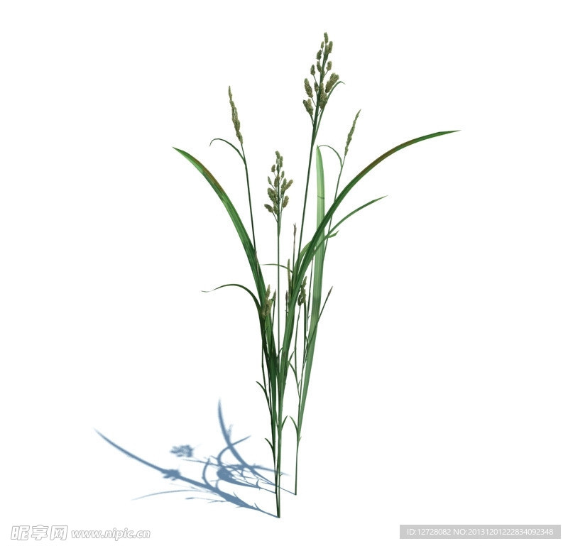 植物模型 小草模型