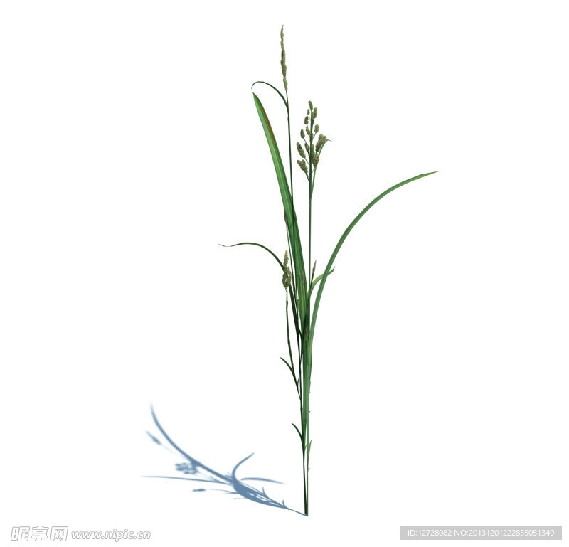 植物模型 小草模型