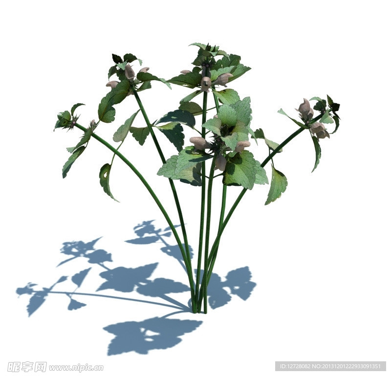 植物模型 小草模型