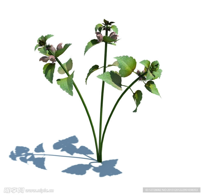 植物模型 小草模型
