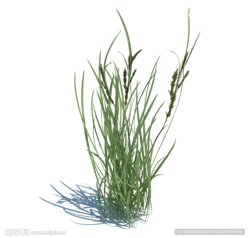 植物模型 小草模型