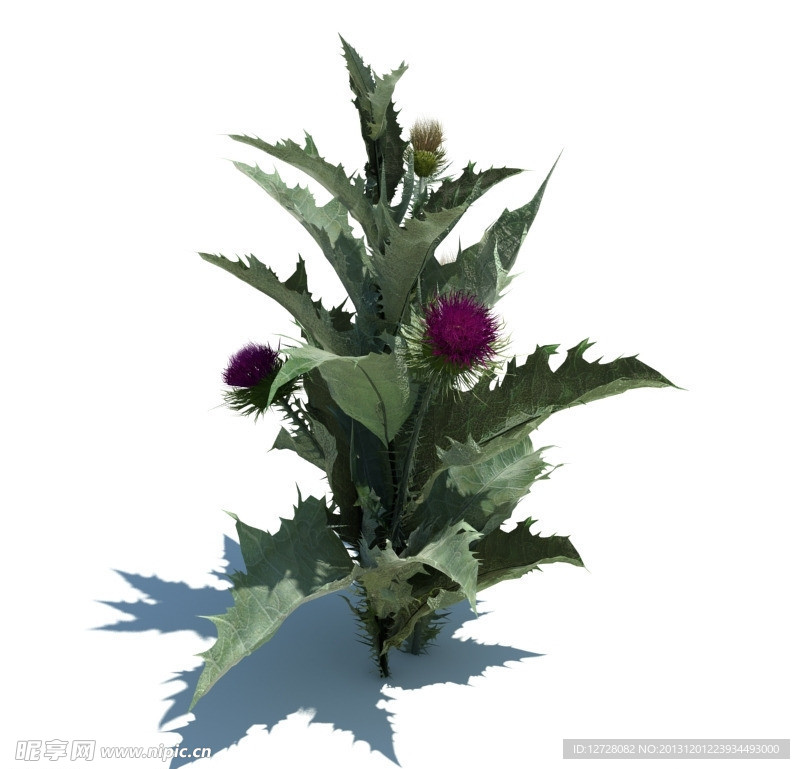 植物模型 小草模型