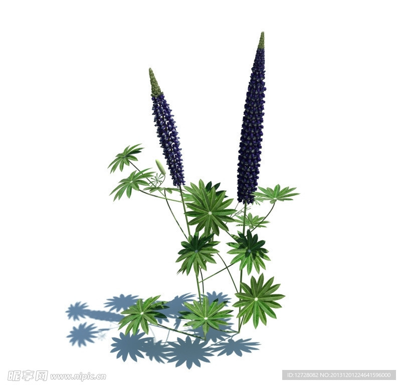 植物模型 小草模型