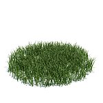 植物模型 小草模型