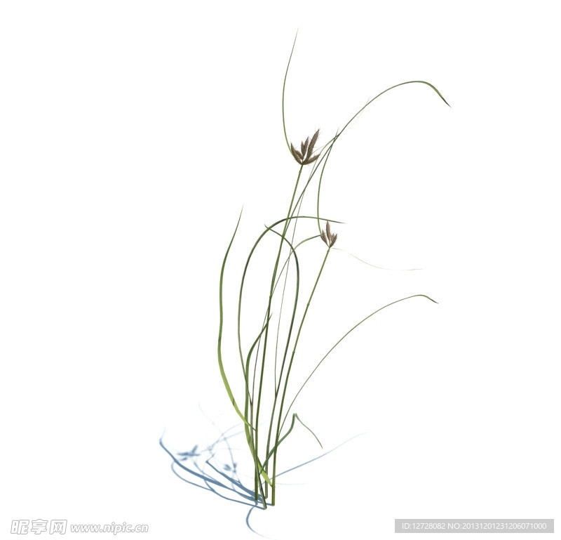 植物模型 小草模型
