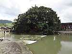 大榕树