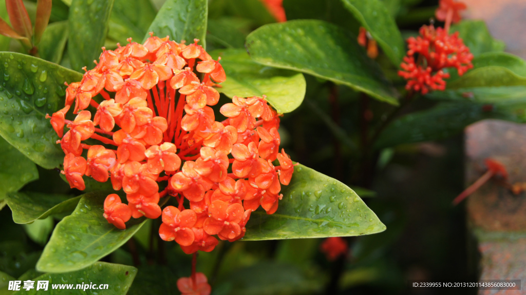 绣球花