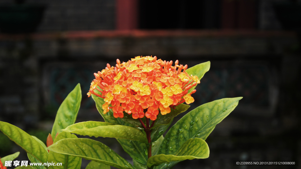 绣球花