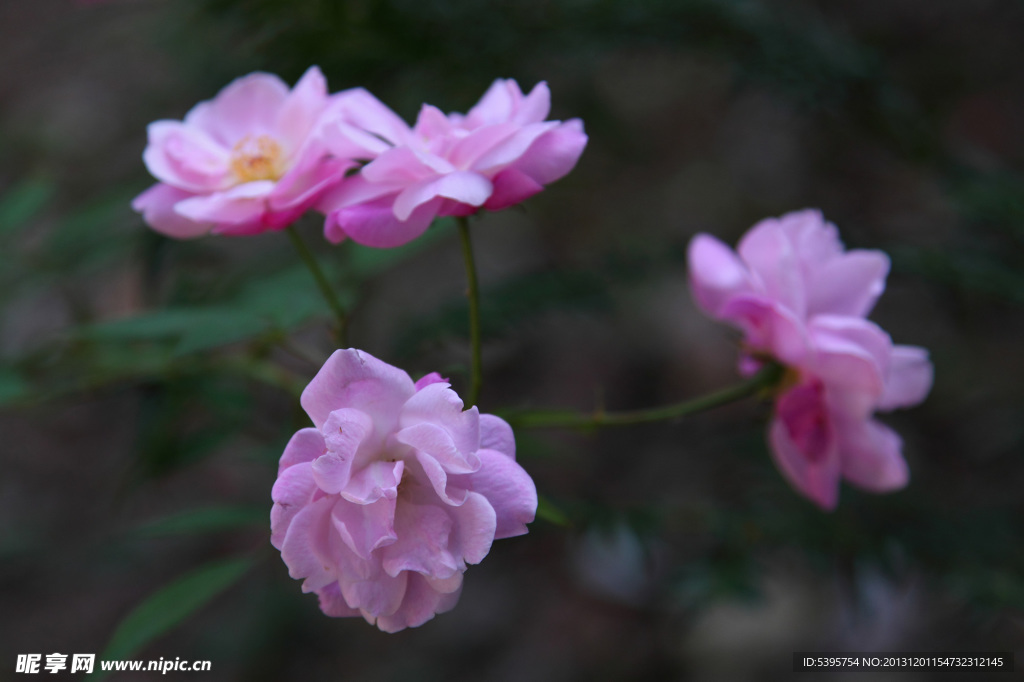 月季花