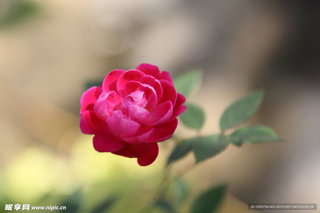 月季花