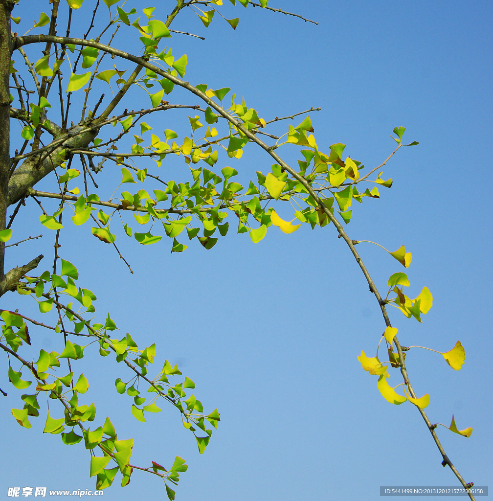 秋意浓 银杏