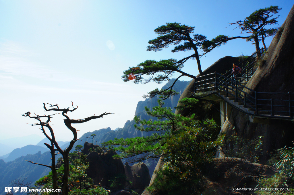 三清山迎客松