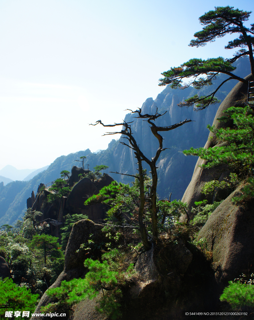 三清山迎客松