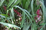 吉祥草开花