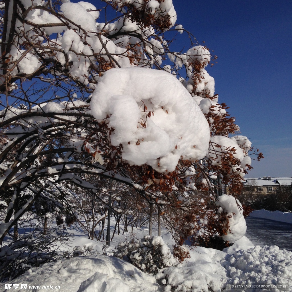 白雪