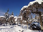 白雪