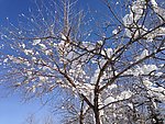 冬雪