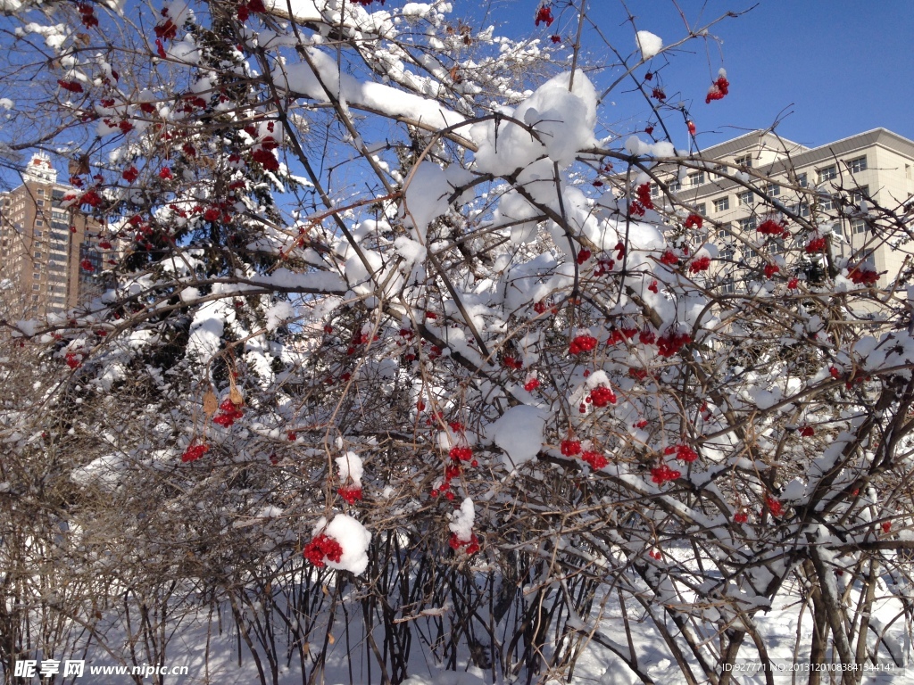 雪里红