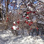 雪里红