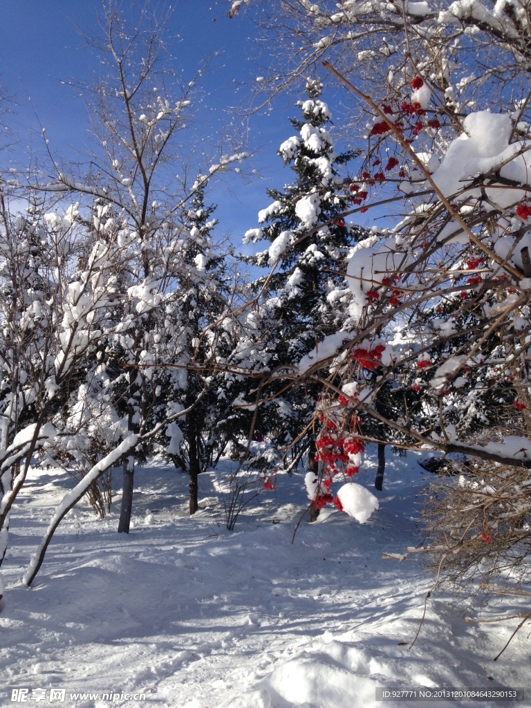 白雪
