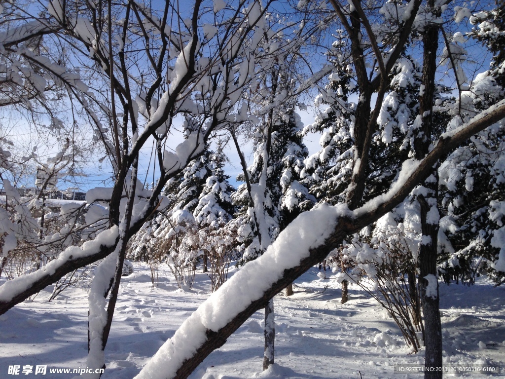 白雪