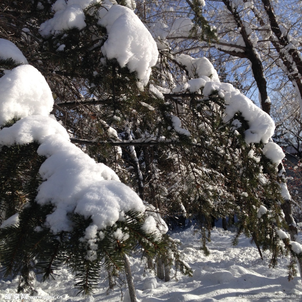 白雪