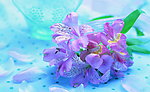 鲜花