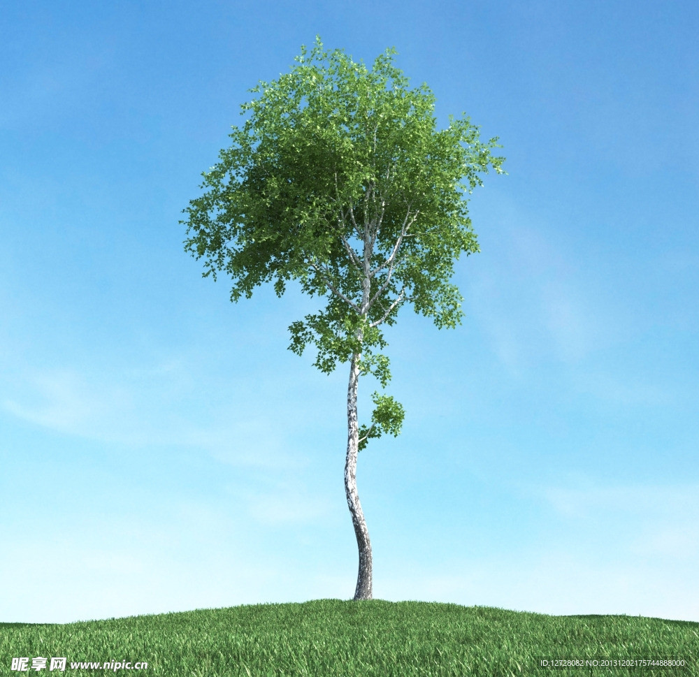 树木 高大植物模型