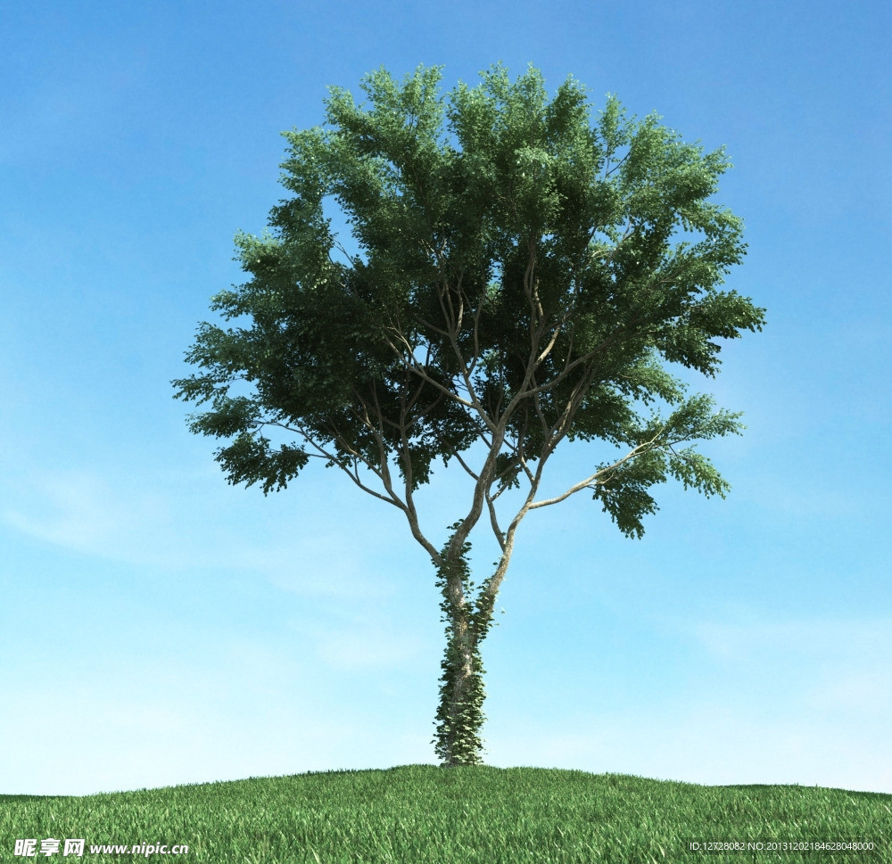 树木 高大植物模型