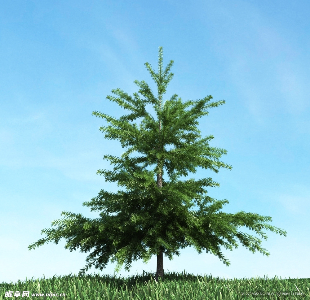 树木 高大植物模型