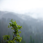露珠树叶