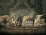 猫 猫头鹰