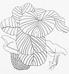 黑白装饰绘画